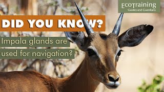 Learn the facts: All you need to know about Impala | EcoTraining