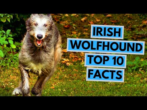 Video: Nama anjing Gaelic yang besar untuk Wolfhound Ireland