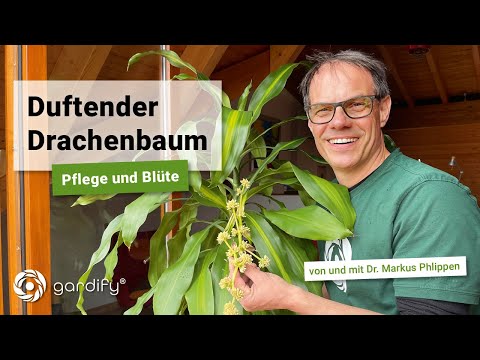 Video: Wie Dracaena Blüht