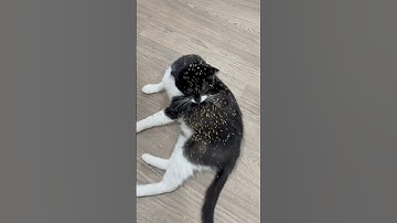 Sending Tux into Outer Space #catnip #cat