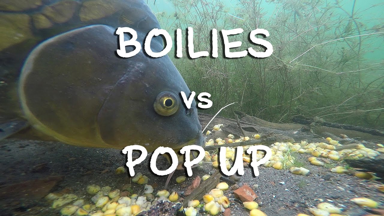 Je lepší boilies nebo pop up? Podvodní kaprařské video