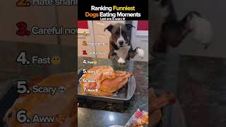 Ranking Funniest Dogs Eating Moments ☠️