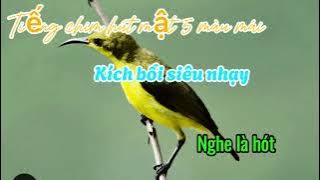 Tiếng chim hút mật 5 màu mái cực nhạy nghe là hót