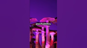 DMT: Unlocking The Secrets Of Consciousness