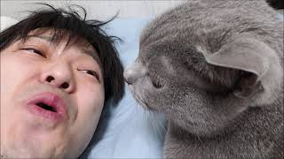 【ハラハラ】凶暴猫の顔の下からキッスしにいく怖いもの知らずな男