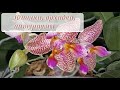 Орхидеи, фиалки, антуриумы. ЦВЕТУЩИЙ декабрь 2022 (Часть 2)