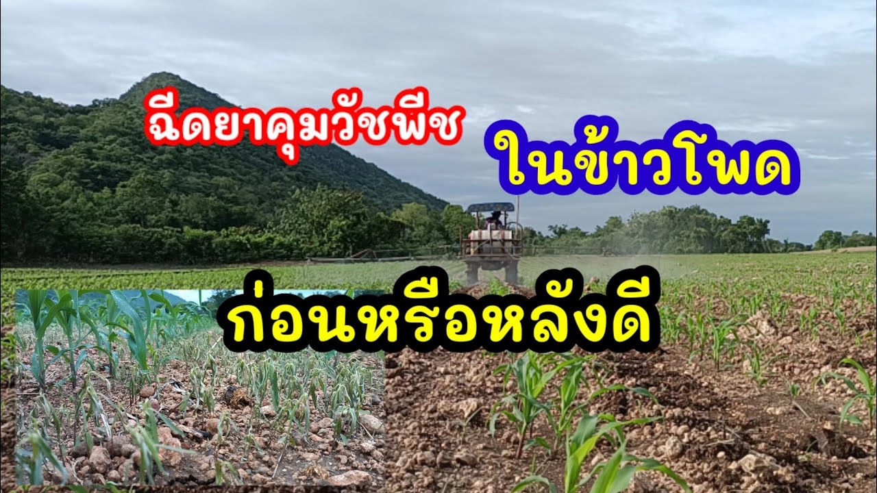 ฉีดยาคุมข้าวโพดก่อนหรือหลังวัชพืชงอกดึ