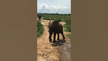 Elephant Youngster In Samburu National Reserve Shows Off Some Moves 