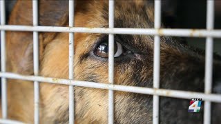 Jacksonville Humane Society receives $900K grant for program that aims to save lives of animals