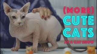 (More) Cute Cats at a Cat Show | TICA Cat Show by Pet Greatness 1,085 views 6 years ago 2 minutes, 31 seconds
