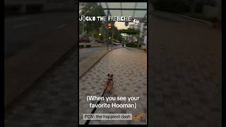 My Favourite Hooman | Jocko’s Happiest Dash  #pets #frenchbulldog #frenchie #fyp #viral #trending