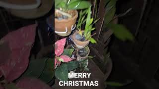 SOLAR CHRISTMAS LIGHTS