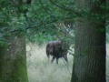 cerf surnommé James Dean port de tête derrière « sa » biche