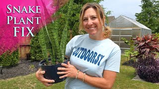 Soft spots and drips on my Snake Plant | How to fix it
