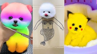 Cute Pomeranian Puppies Doing Funny Things #14 🐶😂 Cute and Funny Dogs 2024 by VN Pets 25,750 views 1 month ago 8 minutes, 35 seconds