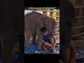 🐘❤️This Baby Elephant's Friendship Will Melt Your Heart. #facts #elephant #entertainment