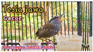 tesia jawa gacor mompa n3mb4k mantap