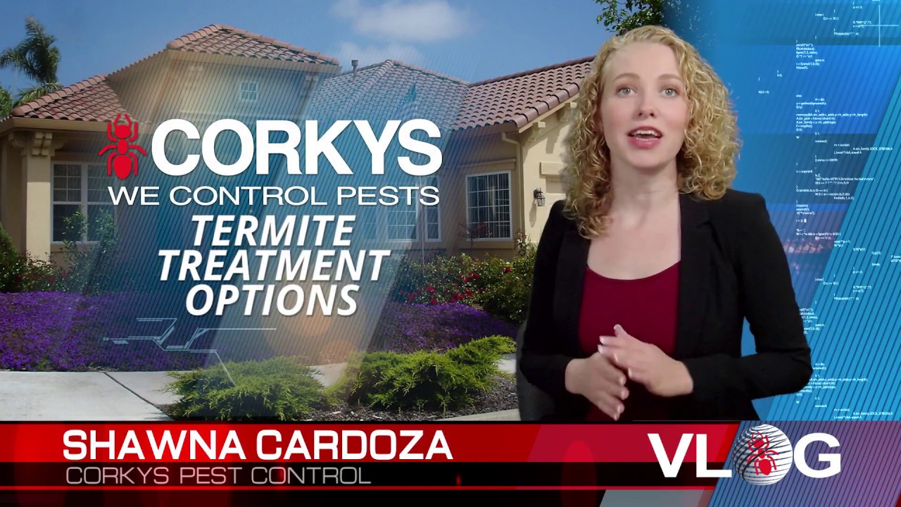 Different Kinds of Termite Treatments