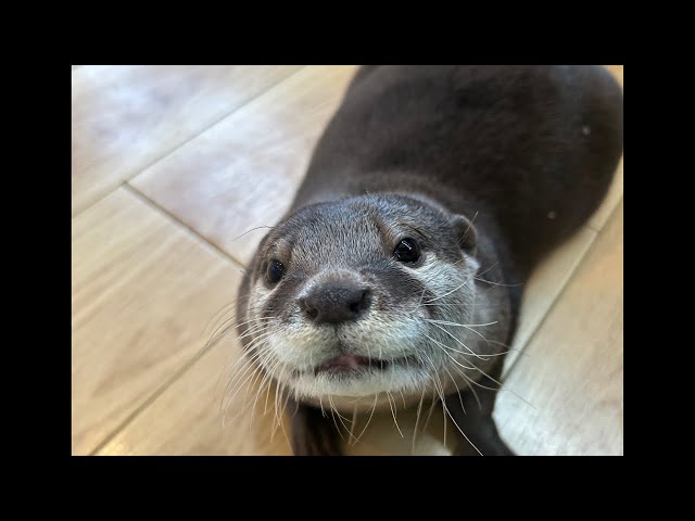 カワウソ6つ子ライブ🦦🦦🦦🦦🦦🦦 - YouTube