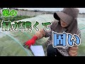 白菜の葉が緑濃くて固いんです