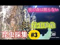 昆虫採集2020【#3】超貴重映像‼︎クワガタだけじゃない！