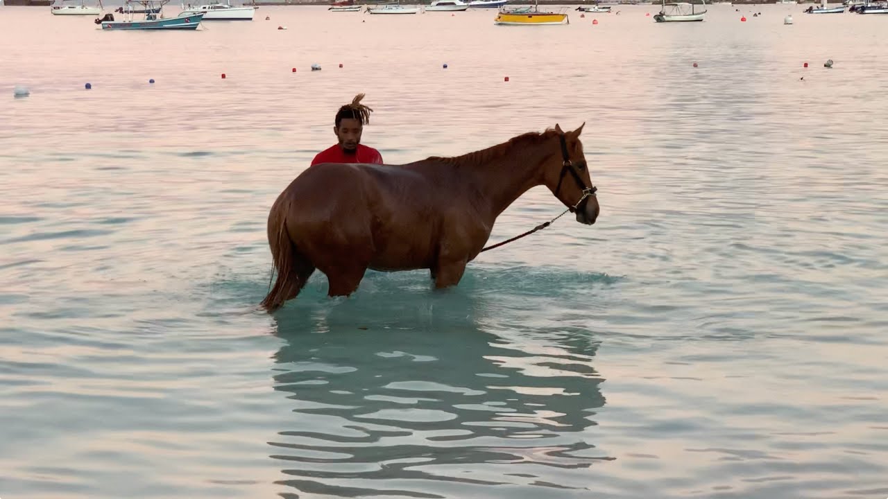 リアーナ ドメイン島巡り リアーナ ドメイン島巡り