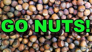 Why You Need Native Hazelnuts on Your Property!