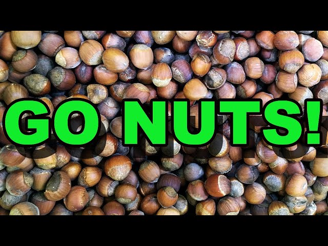 Why You Need Native Hazelnuts on Your Property! class=