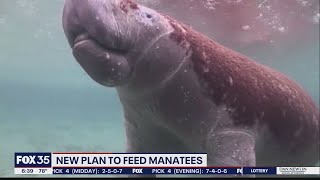 Lettuce test project launched to help feed starving Florida manatees