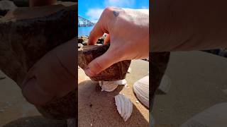 Satisfying Crunching Empty Sea Shells! 🐚 #animals #nature #satisfying