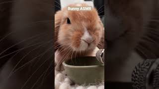 Thumbnail for Bunny ASMR! Sonny vs pellets #shorts #freeroamrabbit #bunny #asmr