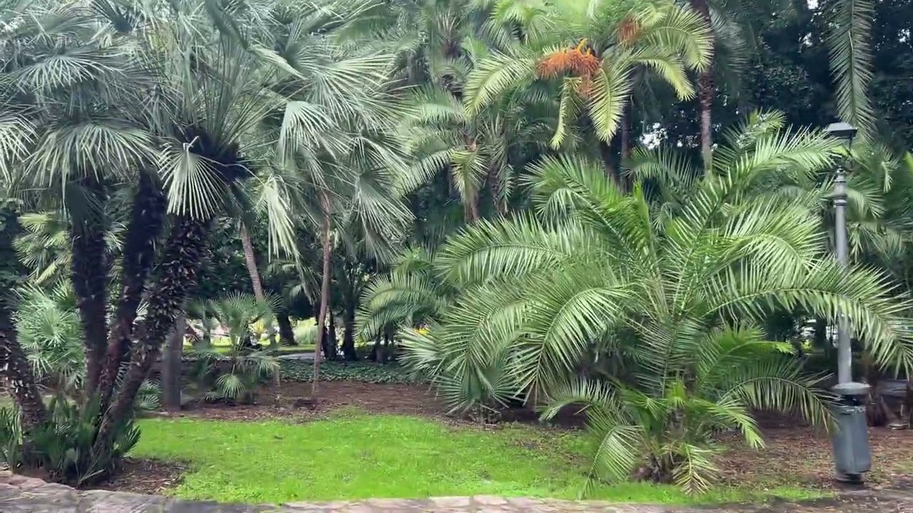 MALAGA LIVE ( January 16, 2026)