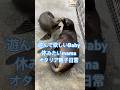 オタリア親子。Babyの願いとmamaの願い。 #aquarium #baby #animalsbaby #水族館#animals #lover#横浜 #yokohama ##生き物 #life