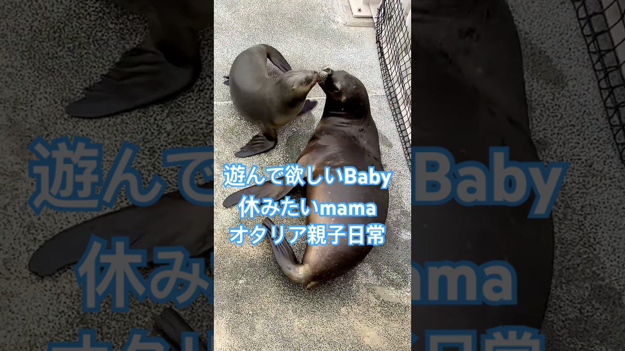 オタリア親子。Babyの願いとmamaの願い。 #aquarium #baby #animalsbaby #水族館#animals #lover#横浜 #yokohama ##生き物 #life