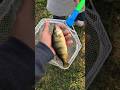 I caught new species #creekfishing #yellowperch #smallmouth #largemouthbassin #riverfishing #fish