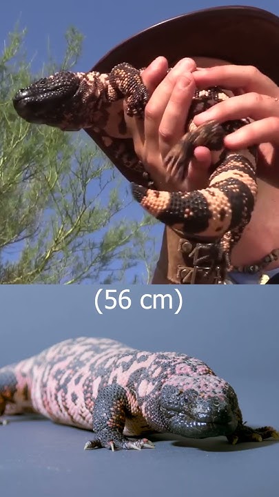 Gila Monsters: Venomous Lizards - YouTube