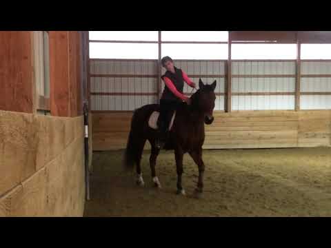 The 5 Lateral Movements in Dressage — Explained