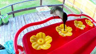 Hummingbird Feeder Cam May 16 2023