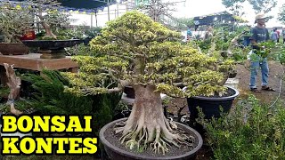 bonsai hokianti, bonsai sancang, bonsai waru, Lapangan Kenteng KULON PROGO YOGYAKARTA 2022