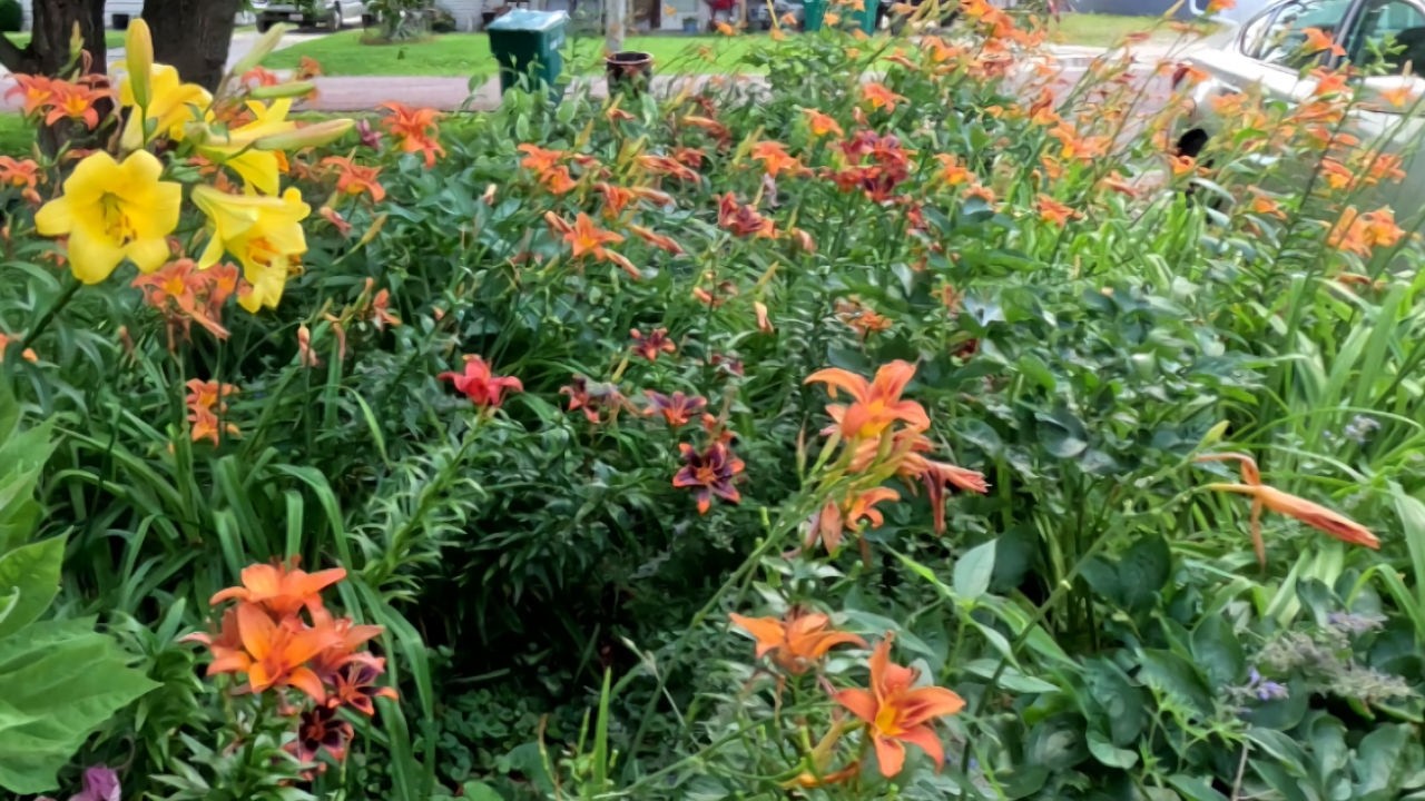 Garden walk on June 22 new wildflower garden seeds germinating