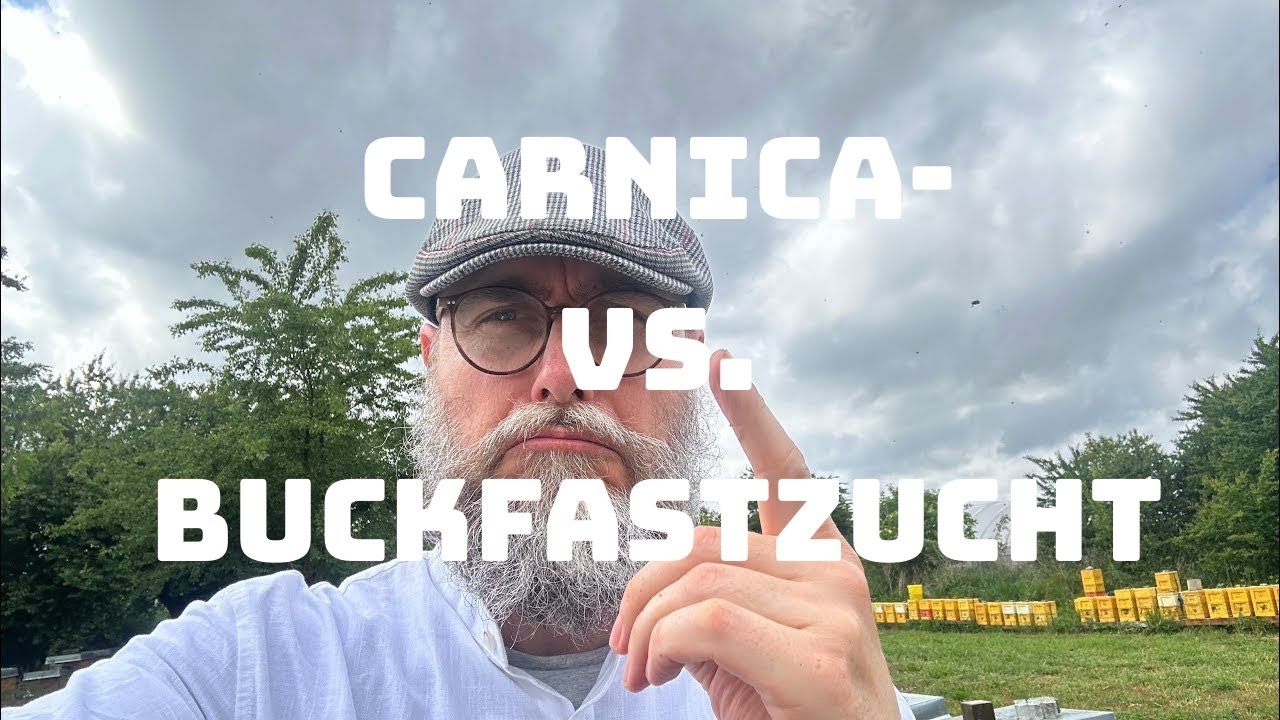 Carnica- vs. Buckfastzucht
