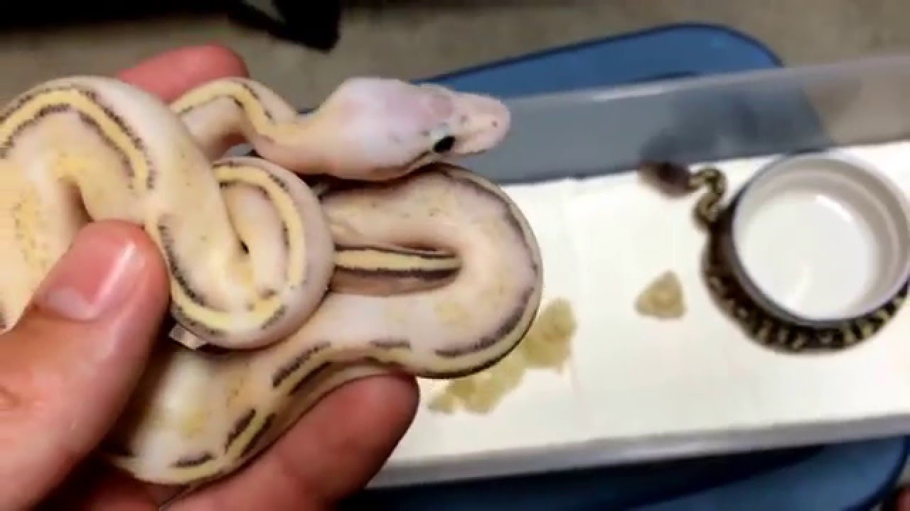 careless whisper Marvel Ball (Pastel Super Stripe) and Ivory/YB stuff + Diamond Dry Substrate