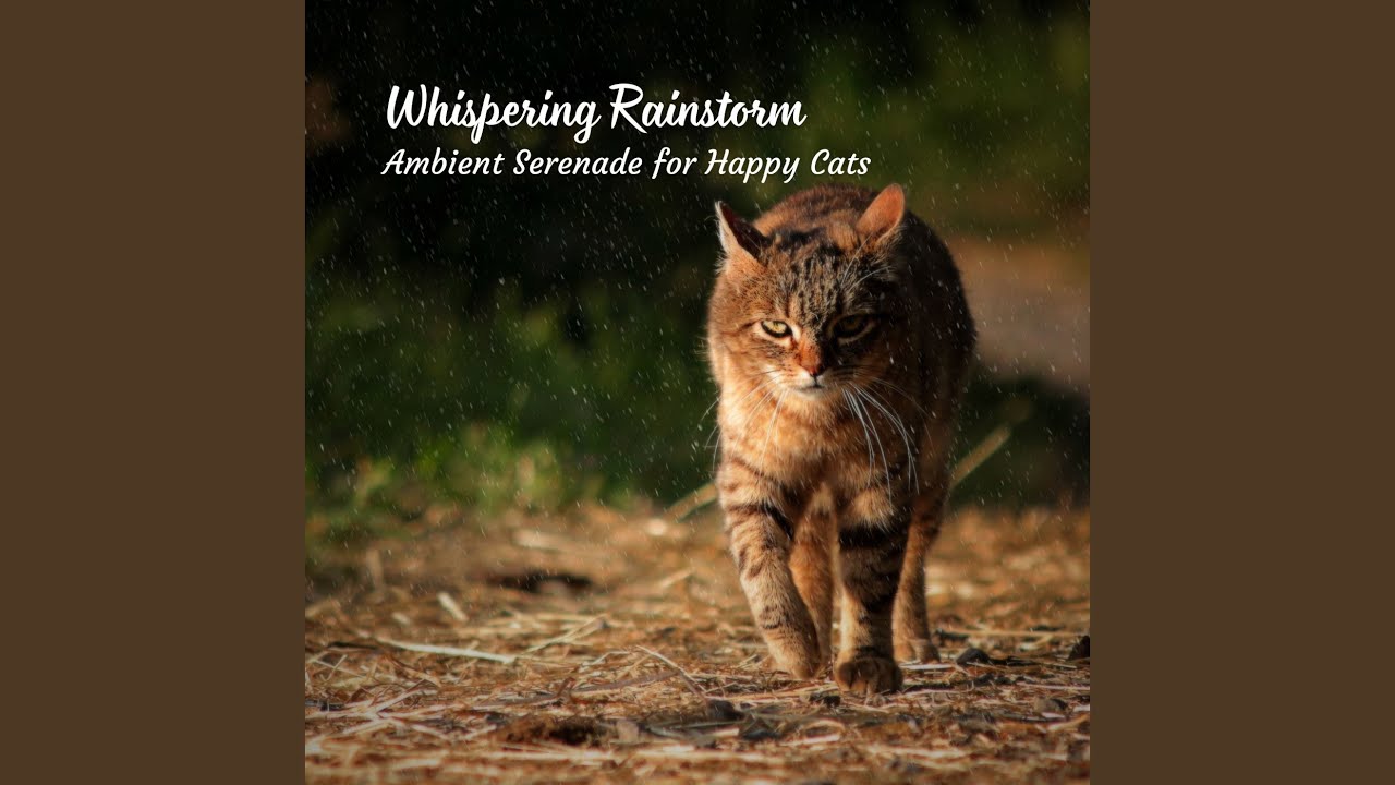 Rainstorm's Serenade A Feline's Joy