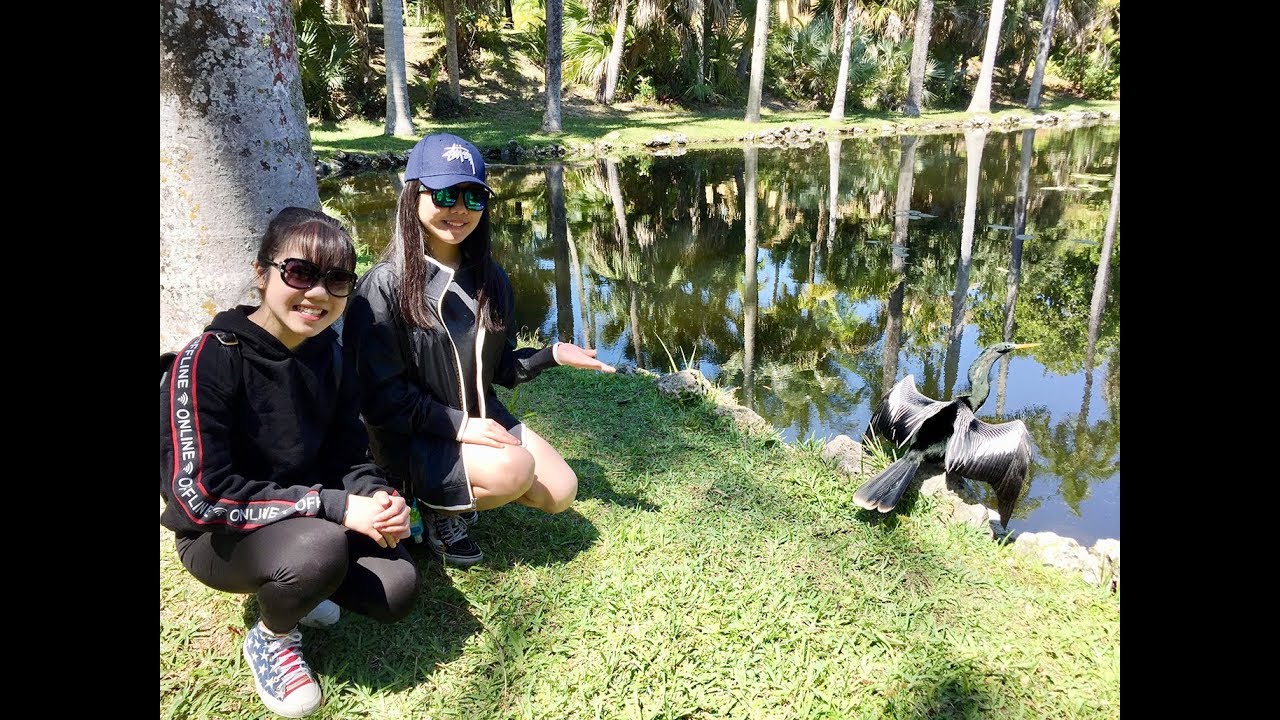 A beautiful Black Egret