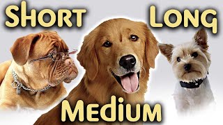 3 DOG COAT TYPES and Proper CARE Requirements