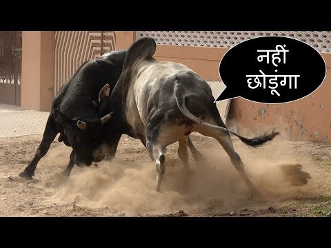 कौनसा सांड जीतेगा ? sando ka utpat