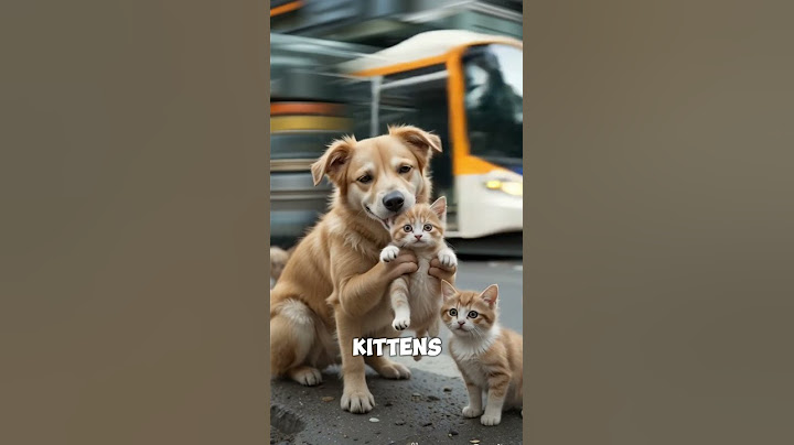 Incredible Dog Rescues Kittens from Bus - #DogRescue #AnimalRescue  #DogLovers #RescueKittens #Pets
