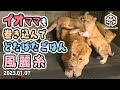 【旭山動物園】イオママひさびさの威嚇！ママも巻き込んでドタバタごはん🍗🐱イオと🐱風🐱麗🐱糸(01/07) [Asahiyama Zoo] Fuu, Rei, Ito and Io.