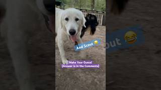 Let’s Play a Game! #animalshorts #cuteanimals #funnyanimals screenshot 1