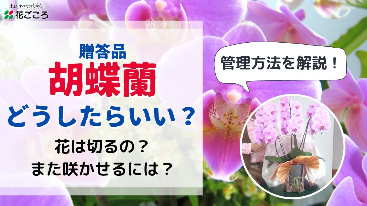 【どうしたらいい？】贈答品胡蝶蘭の管理・育て方【また咲かせたい！】